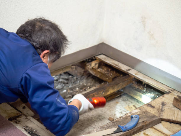 Trusted Gilmer, TX Mold Removal Experts
