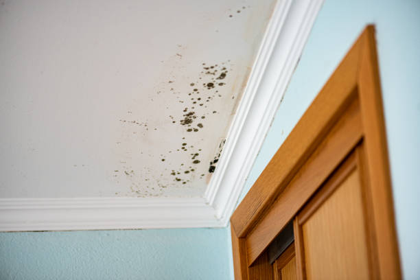 Best Home Mold Removal  in Gilmer, TX