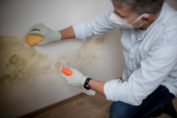 Best Mold Removal Process  in Gilmer, TX