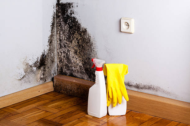 Best Same-Day Mold Removal  in Gilmer, TX