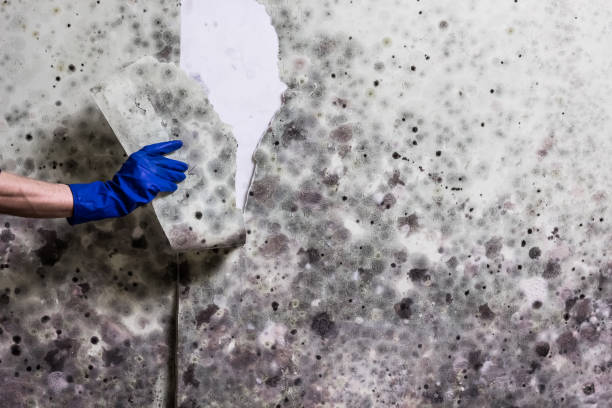 Best Office Mold Removal Services  in Gilmer, TX
