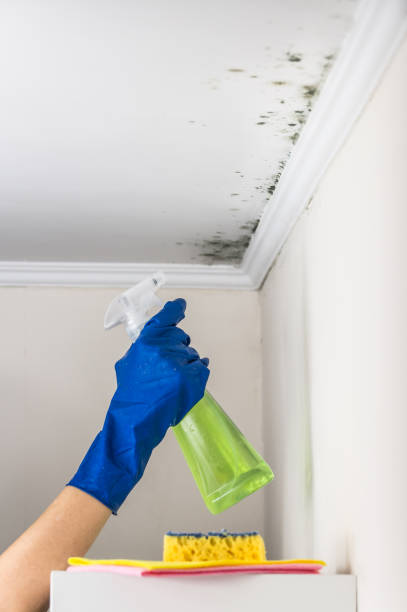 Best Certified Mold Removal  in Gilmer, TX